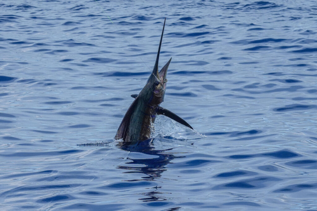 sailfish breaking the surface during Los Sueños Triple Crown, Costa Rica