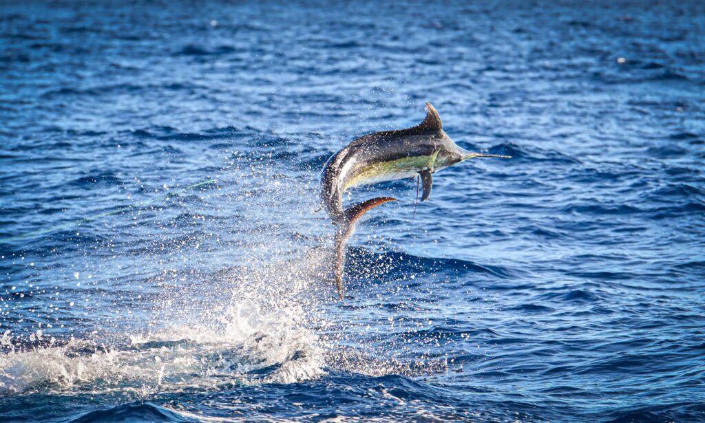 Black marlin jumping offshore from Los Sueños, Costa Rica, during the Masters Angling Tournament